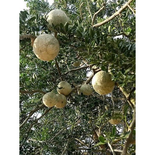 HẠT GIỐNG QUẢ QUÁCH (miền Tây) - 5 hạt/ gói