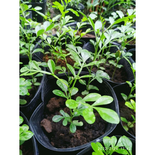 HẠT GIỐNG QUẢ QUÁCH (miền Tây) - 5 hạt/ gói