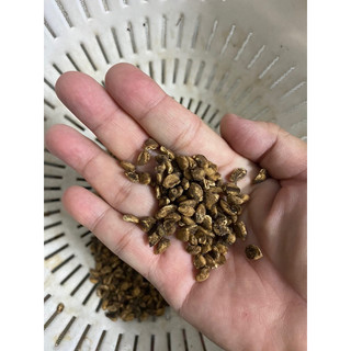 HẠT GIỐNG QUẢ QUÁCH (miền Tây) - 5 hạt/ gói