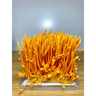 250g nấm đông trùng hạ thảo sợi