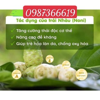 Cây nhàu giống ảnh cuối