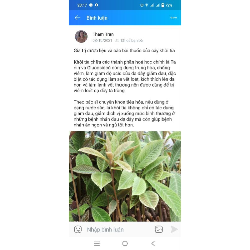 cây giống khôi nhung