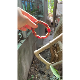 trúc 12ly hoàng đàn chìm thấu quang