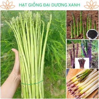 Hạt- giống - măng-tây - xanh 20h/gói.