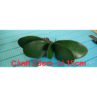 Lá lan dùng trang trí