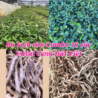 Cây giống ba kích tím combo 10 cây #cây_giống #cây_ba_kích_tím #bakichtim #combo
