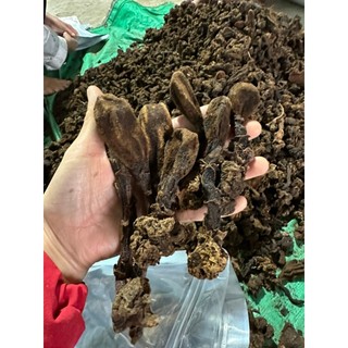 1kg Nấm Ngọc Cẩu hàng chuẩn nguyên búp Tây Bắc