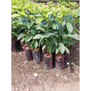 Cây giống bơ 034