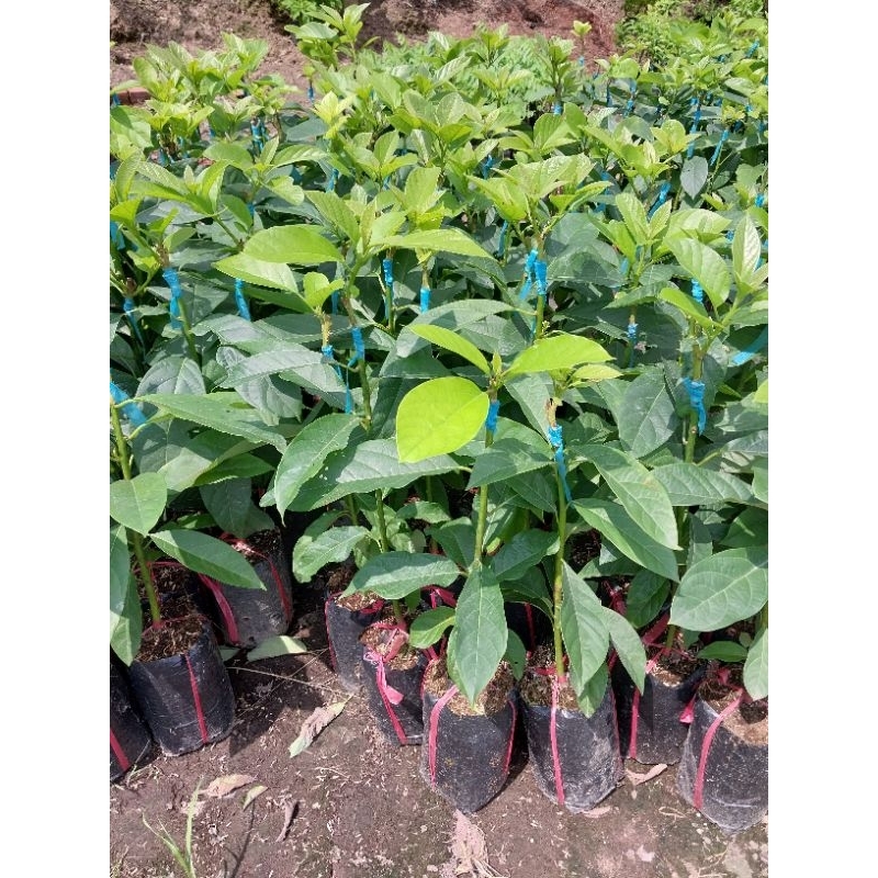 Cây giống bơ 034