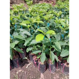 Cây giống bơ 034