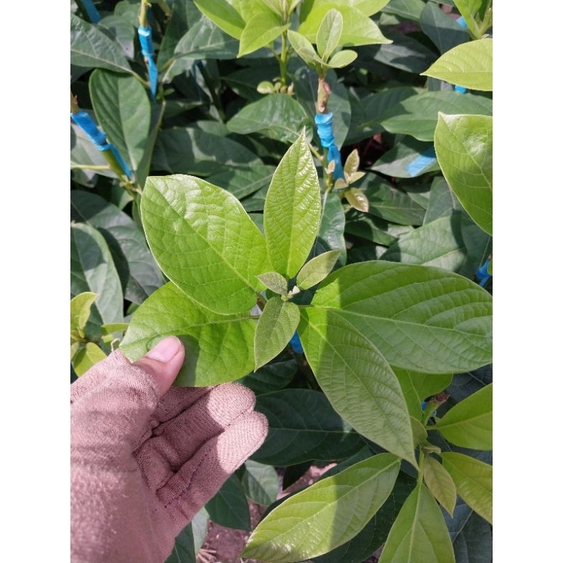 Cây giống bơ 034