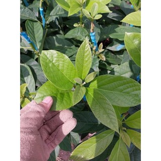 Cây giống bơ 034