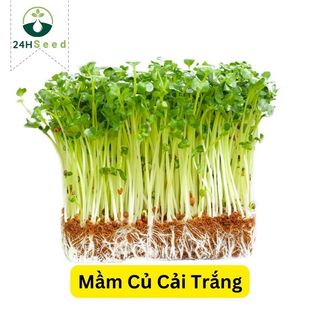 Hạt giống rau mầm củ cải trắng gói 50 gam 24HSeed