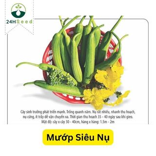 Hạt giống mướp siêu nụ 24HSeed