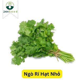 Hạt giống ngò rí hạt nhỏ gói 20 gam 24HSeed