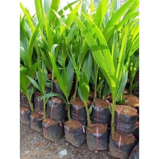 Cây Giống Dừa ruột Hồng