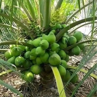 Cây Giống Dừa ruột Hồng