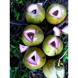 Cây Giống Dừa ruột Hồng