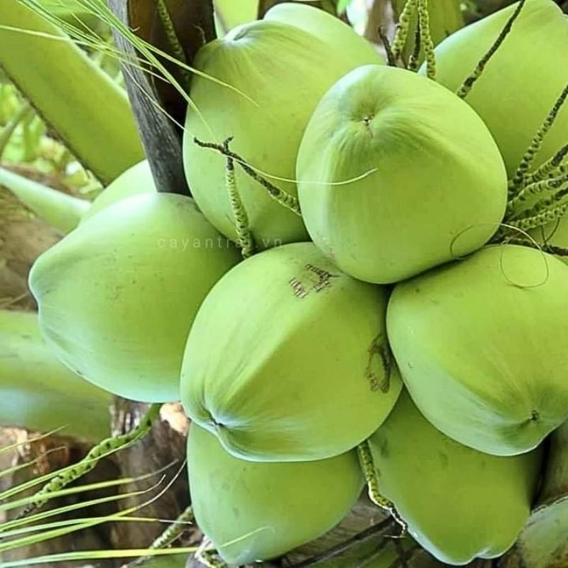 Cây Giống Dừa ruột Hồng