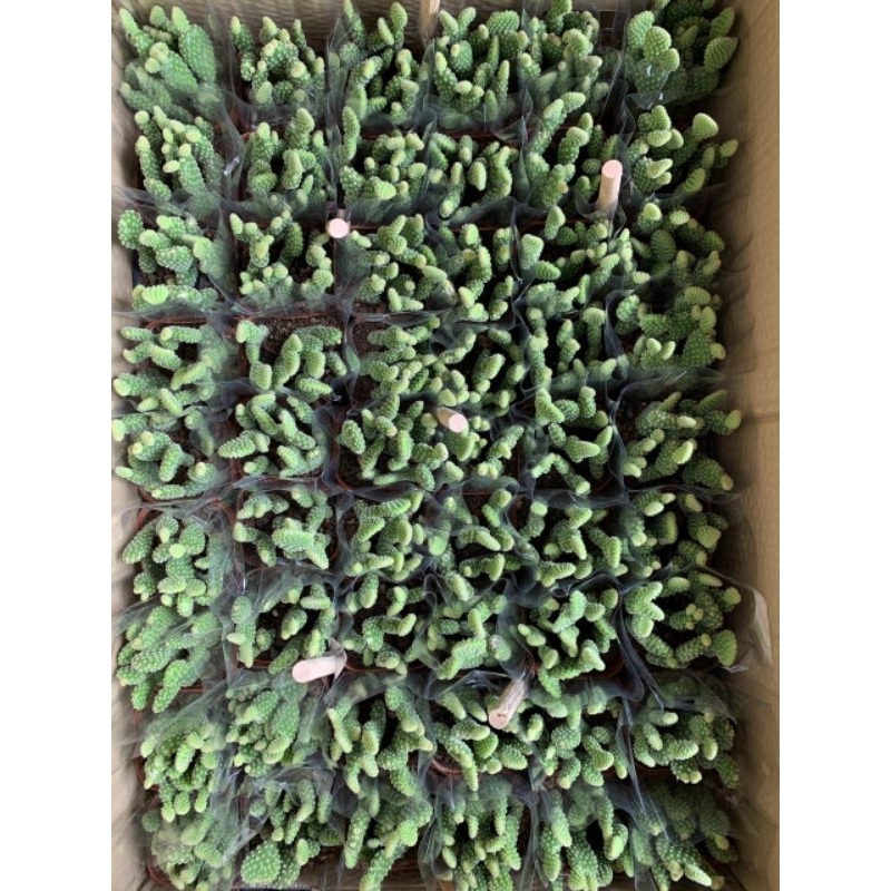 Xương rồng tai thỏ ngắn