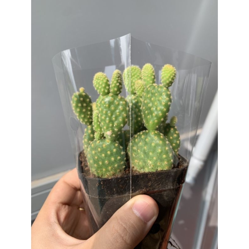 Xương rồng tai thỏ ngắn