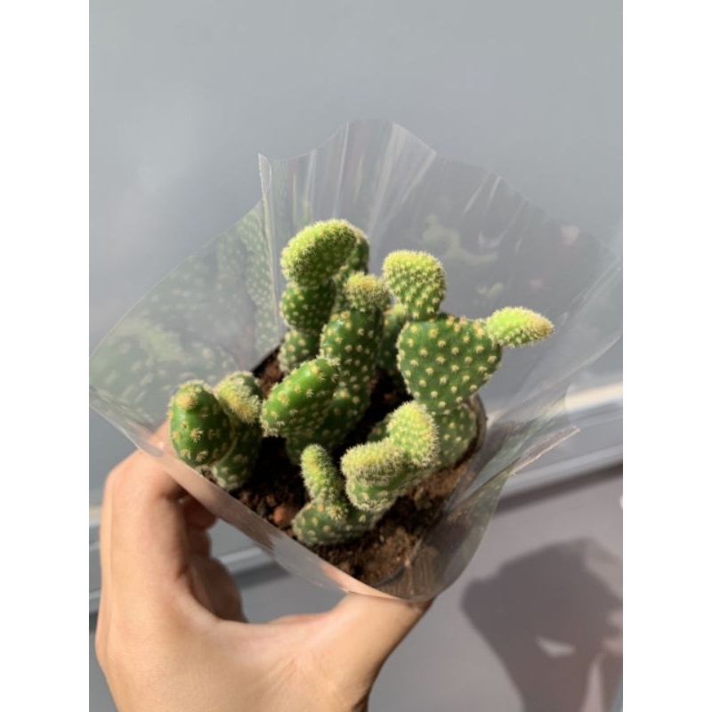 Xương rồng tai thỏ ngắn