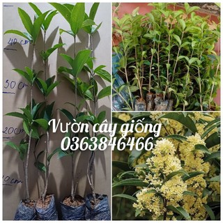 Cây giống mộc hương ta hoa vàng
