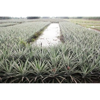 Dứa mật giống _ Cây giống dứa mật Queen