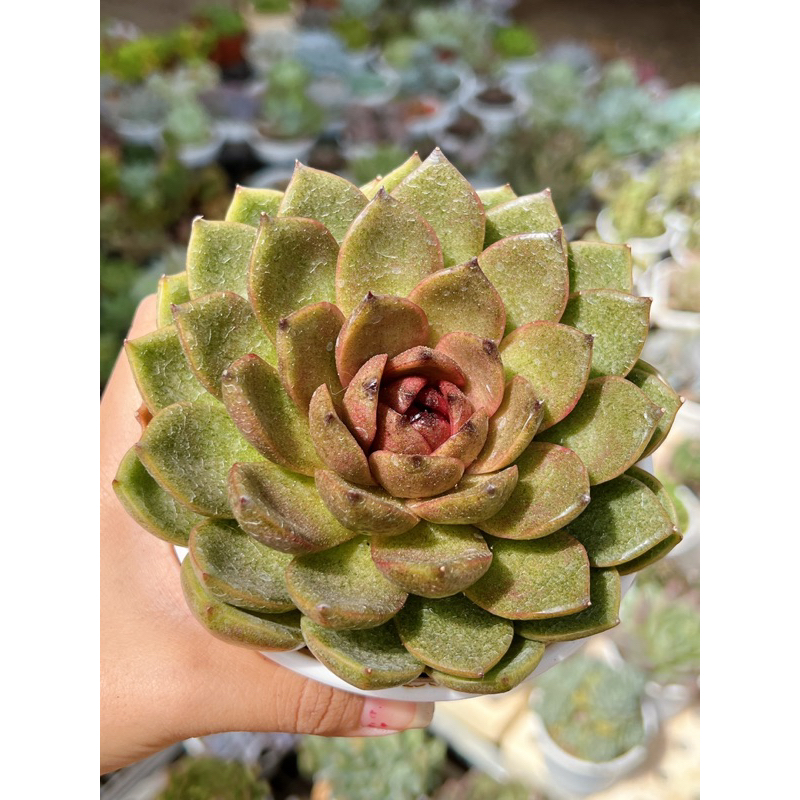 Sen đá blackqueen ảnh thật