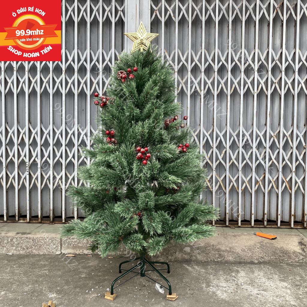 Cây Thông Cước Nở Hoa Gắn Trái Đỏ Và Trái Thông 1m5 Cây Thông Noel Cao Cấp Mã A6N Trang Trí Giáng Sinh