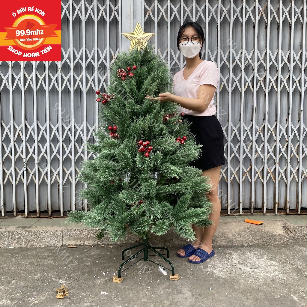 Cây Thông Cước Nở Hoa Gắn Trái Đỏ Và Trái Thông 1m5 Cây Thông Noel Cao Cấp Mã A6N Trang Trí Giáng Sinh