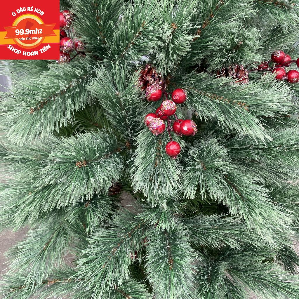 Cây Thông Cước Nở Hoa Gắn Trái Đỏ Và Trái Thông 1m5 Cây Thông Noel Cao Cấp Mã A6N Trang Trí Giáng Sinh