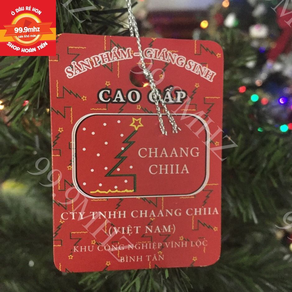 Cây Thông Cước Nở Hoa Gắn Trái Đỏ Và Trái Thông 1m5 Cây Thông Noel Cao Cấp Mã A6N Trang Trí Giáng Sinh