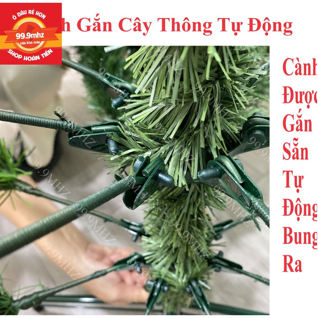 Cây Thông Cước Nở Hoa Gắn Trái Đỏ Và Trái Thông 1m5 Cây Thông Noel Cao Cấp Mã A6N Trang Trí Giáng Sinh