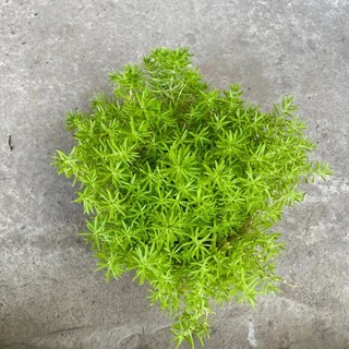 Cây hoa mười giờ úc -sam thái