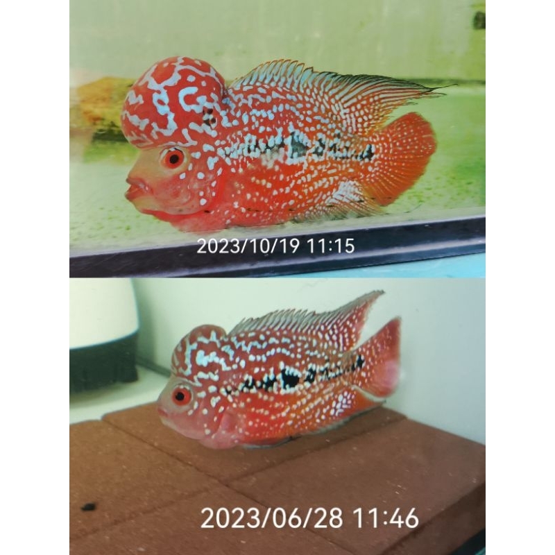 Cám la hán cao cấp CS3, đạm 56% net 200gram