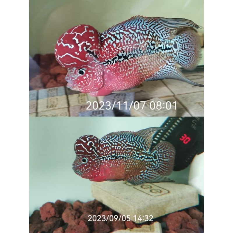 Cám la hán cao cấp CS3, đạm 56% net 200gram