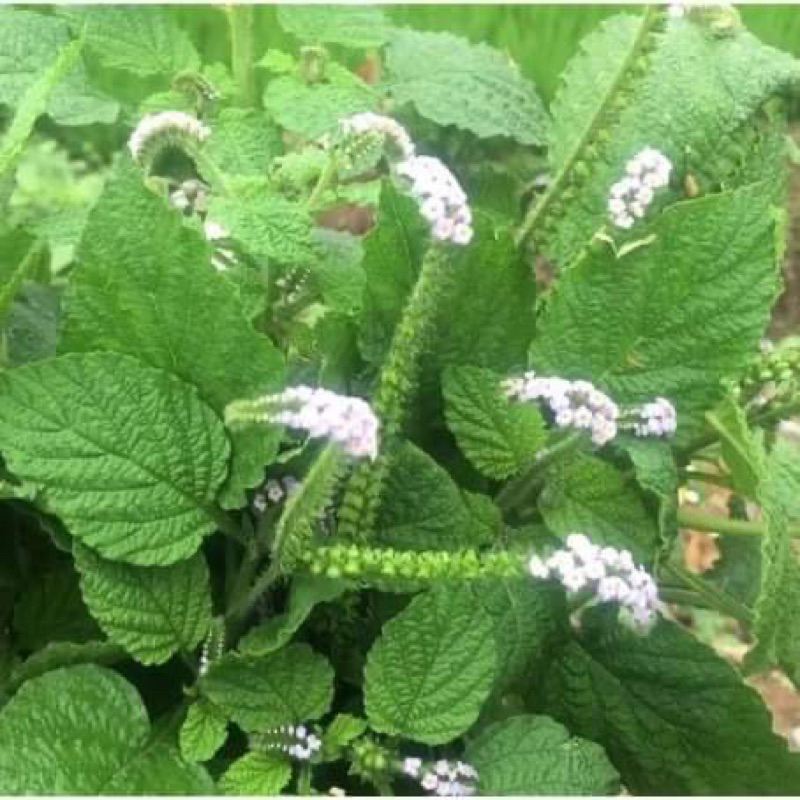 500g Vòi voi phơi khô,sạch sẽ,mọc tự nhiên