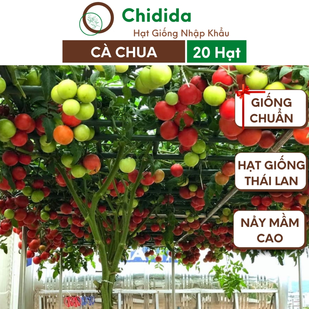 Hạt giống cà chua bạch tuộc Chidida cà chua leo giàn giống F1 Thái Lan gói 20 hạt dễ trồng kháng bệnh tốt