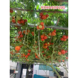 BỘ HẠT GIỐNG 5 HẠT CÀ CHUA (BT 200, QUẢ 200 GR, CÂY LEO GIÀN VÒM, GIÀN BẠCH TUỘC, F1  KOKHAVA200) +1 túi giá thể ươm 0.5