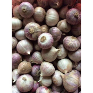Tỏi cô đơn 500g - 1kg