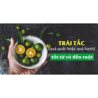 cây quất-cât tắc siêu trái