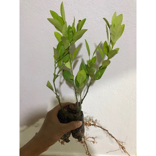 cây quất-cât tắc siêu trái