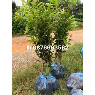 Cây giống mộc ta hoa vàng cao 1m