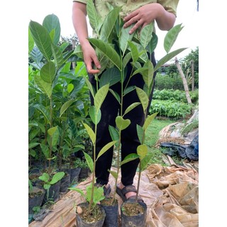 Cây giống mít dai ta quả to múi vàng cao 50-60cm