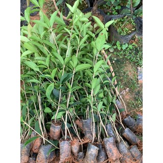 Cây giống mộc hương cây cao 40-50cm hoa vàng