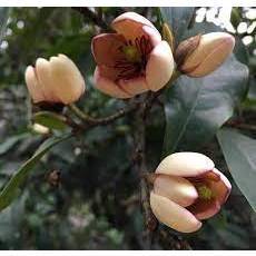 Giống hoa lan tiêu thơm khắp xóm cao 40-50cm