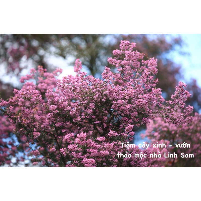 Erica rosea / chuông gió