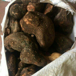 2kg củ tầm gửi nghiến tươi