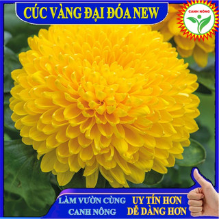 Gói 50 Hạt giống Hoa Cúc Vàng Bông To/ Cúc Đại Đoá Vàng Tặng Kích Mầm